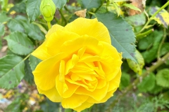 1_gelbe-Rose