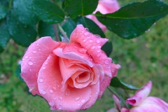 Regen-Rose
