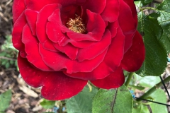 Rose-Garten