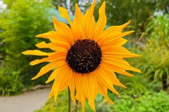 Sonnenblume-k