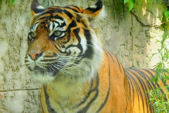 2_Tiger-Zoo-OS