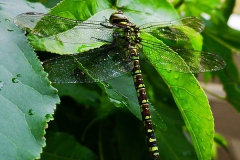 Libelle-Natur