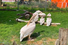 Pelikane-Zoo-OS