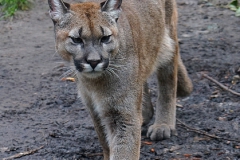 Puma-Zoo-am-Meer-k