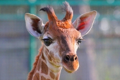 kleine-Giraffe-Safaripark