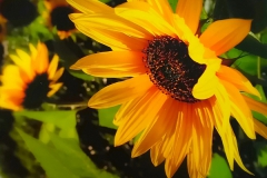 1_Sonnenblume