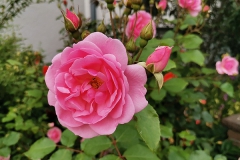 Rose-Kirchohsen