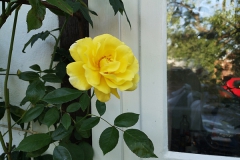 gelbe-Rose