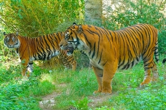 1_Tiger-Zoo-OS