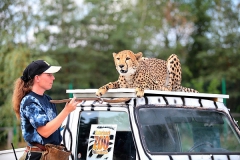Geparden-WG_Safaripark_Eroeffnung02