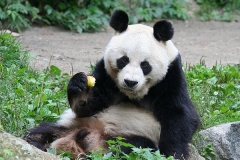 Panda-Zoo-Berlin