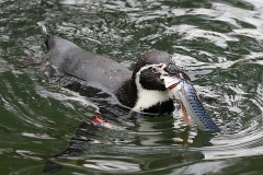 Pinguin-Fisch-OS