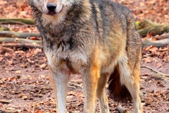 Wolf-Zoo-OS01