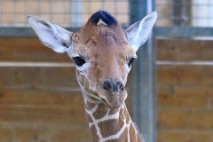 junge-Giraffe-Zoo-OS