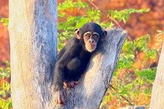junger-Schimpanse-Zoo-OS
